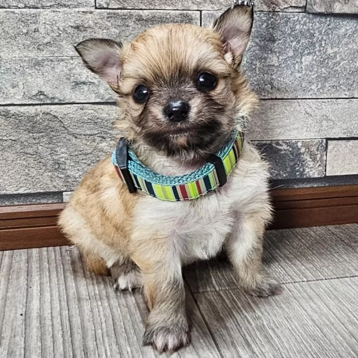 ID:2410-06052の子犬