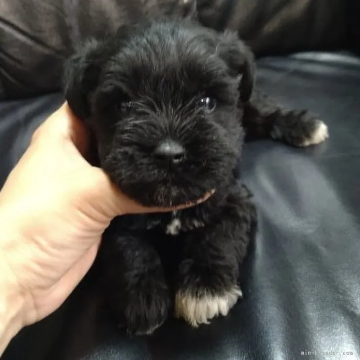 ID:2306-00950の子犬