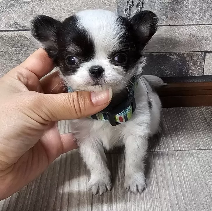 ID:2410-06050の子犬