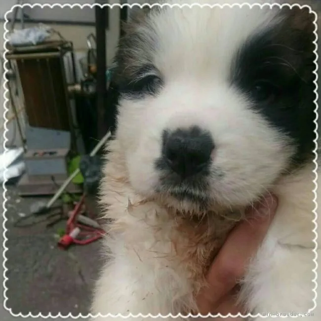 ID:1807-00822の子犬