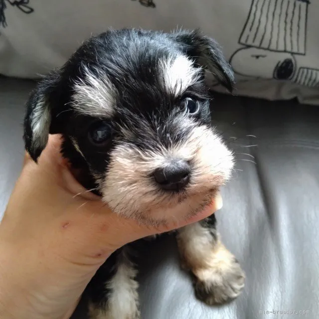 ID:2107-02835の子犬