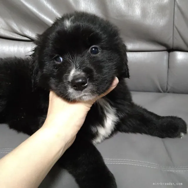 ID:2105-02299の子犬