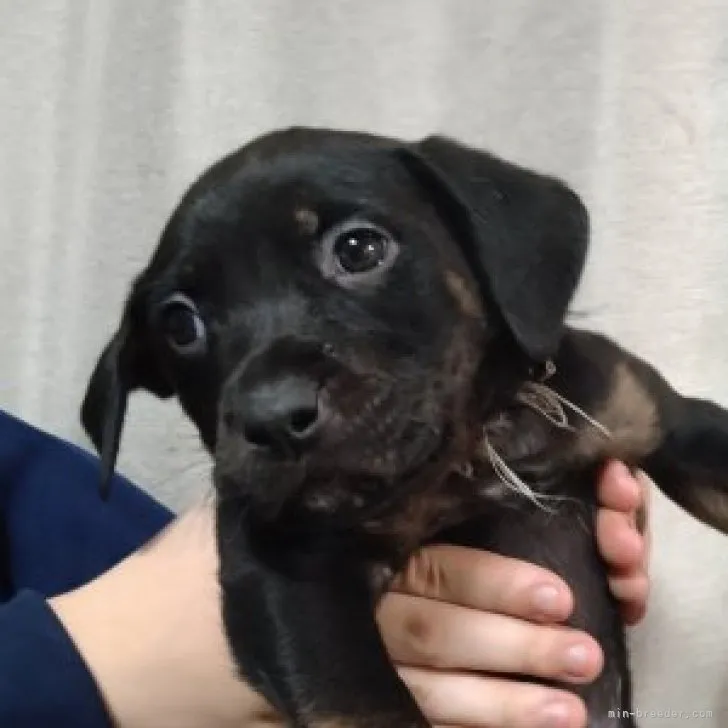 ID:2302-04269の子犬