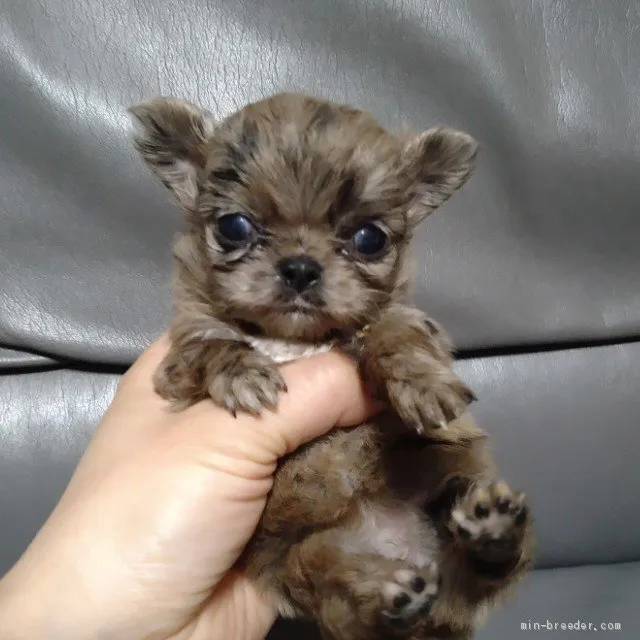 ソフィー 様のお迎えした子犬