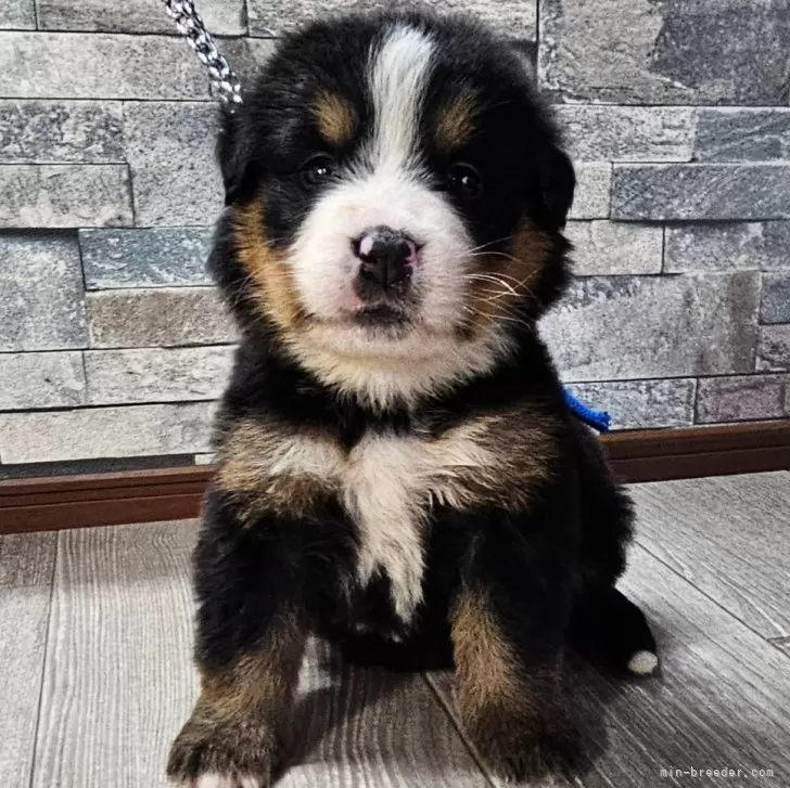 ID:2408-06809の子犬