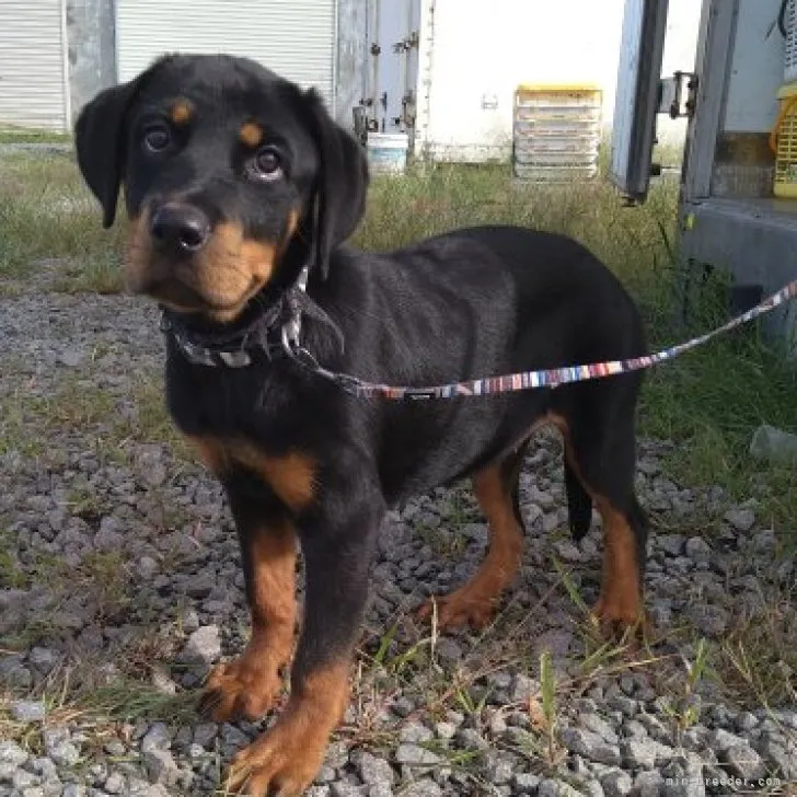 ID：2306-03568の子犬