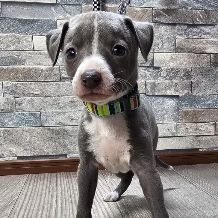 ID:2410-06042の子犬
