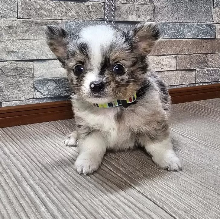ID:2408-00536の子犬
