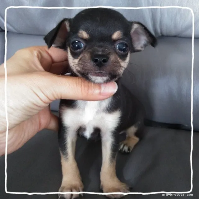 ID：1909-01969の子犬