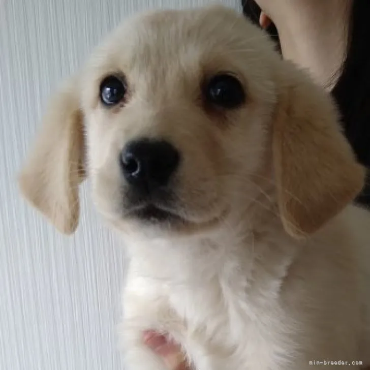 ID:2302-04373の子犬
