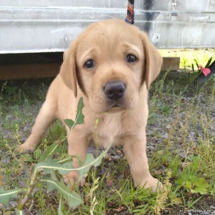 ID:2306-05851の子犬