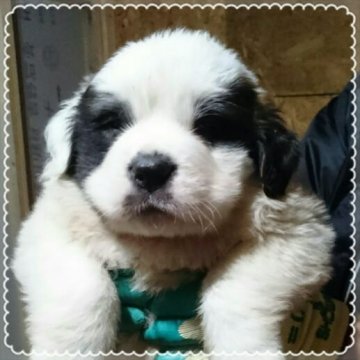 セントバーナード【北海道・女の子・2017年11月19日・ホワイト&ブラウン】の写真「戌年セールです☆」