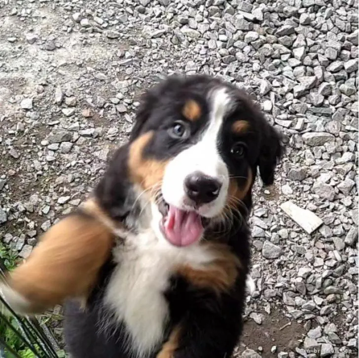 ID:2208-01798の子犬