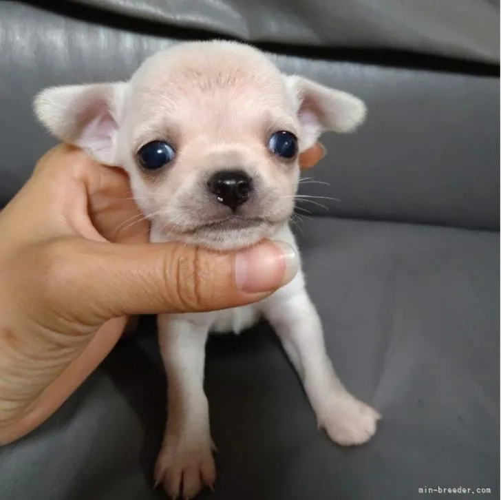 ID:2206-04268の子犬
