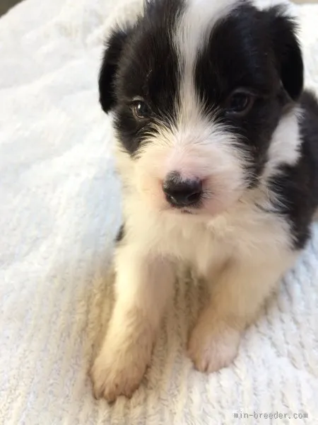 たかやん 様のお迎えした子犬