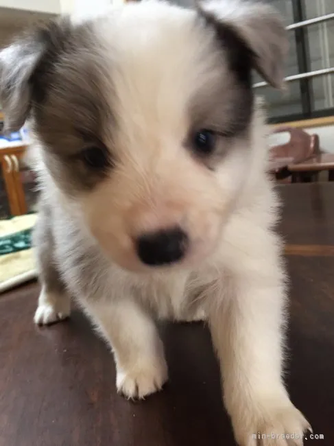 みさき 様のお迎えした子犬