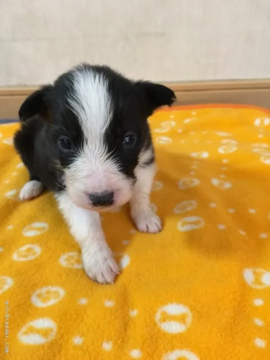 m.a 様のお迎えした子犬