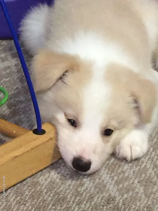 ID:1907-02500の子犬