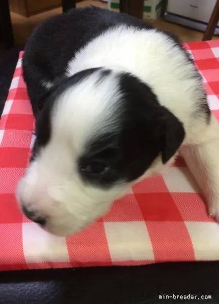 佐藤 様のお迎えした子犬