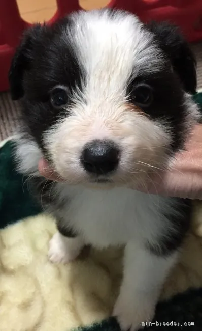 いずみ 様のお迎えした子犬