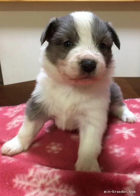 Momo 様のお迎えした子犬