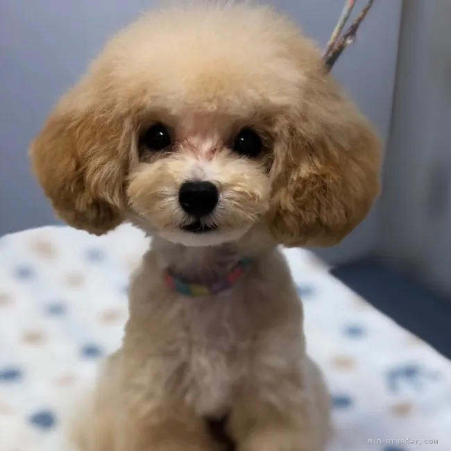 ID:1904-00911の子犬