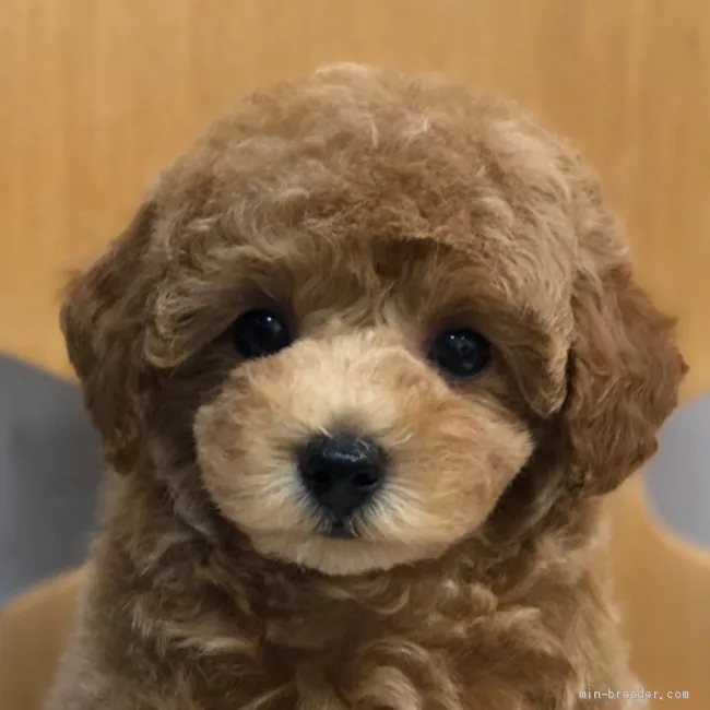 ことあ 様のお迎えした子犬