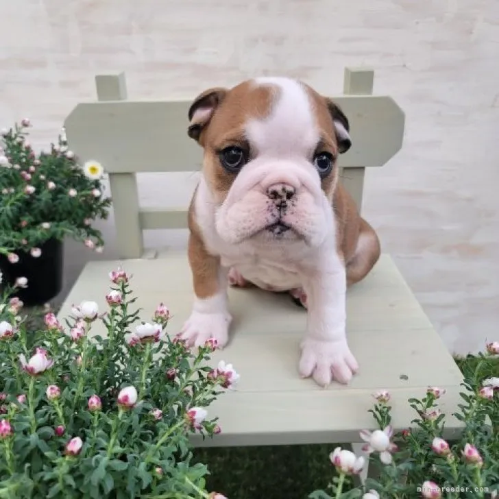 ID：2302-03511の子犬