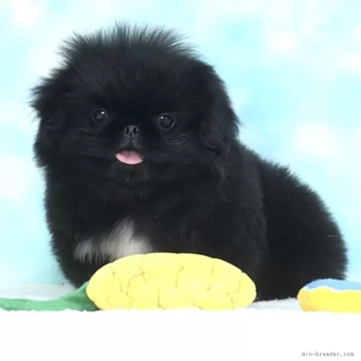 ID：2509-00295の子犬