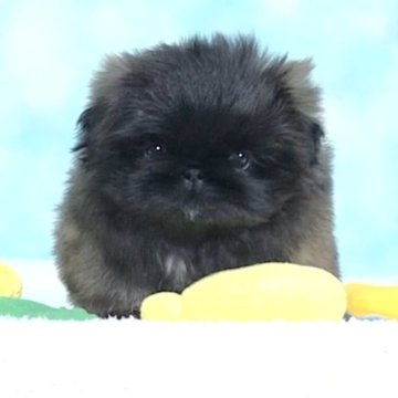 ペキニーズ【愛知県・男の子・2025年10月27日・フォーンブラックマスク】の写真「まんまるお目目の可愛い子💙」