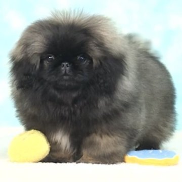 ペキニーズ【愛知県・男の子・2025年7月26日・フォーンブラックマスク】の写真「かわいいお顔の男の子🩵」