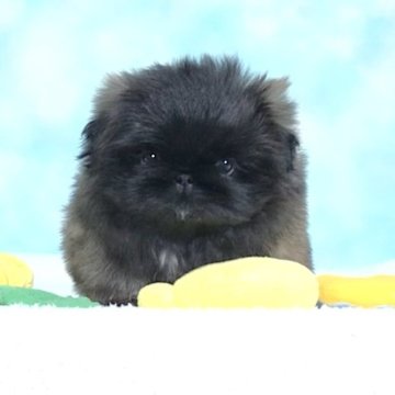 ペキニーズ【愛知県・男の子・2025年10月27日・フォーンブラックマスク】の写真「まんまるお目目の可愛い子🩵」