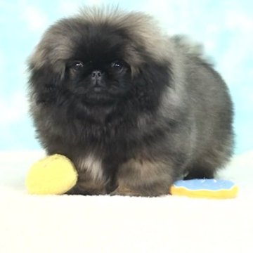 ペキニーズ【愛知県・男の子・2025年7月26日・フォーンブラックマスク】の写真「かわいいお顔の男の子🩵」