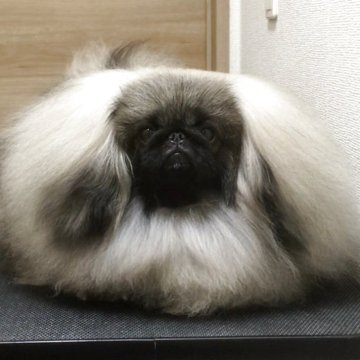 ペキニーズ【愛知県・男の子・2024年8月14日・フォーン】の写真「ふわふわな可愛い男の子🩵」