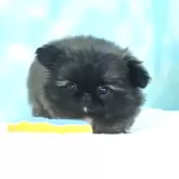 ペキニーズ