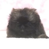 ペキニーズ