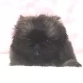 ペキニーズ