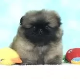 ペキニーズ