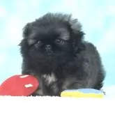 ペキニーズ