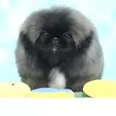 ペキニーズ