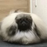 ペキニーズ