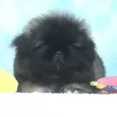 ペキニーズ