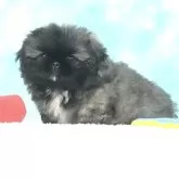 ペキニーズ