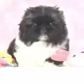 ペキニーズ