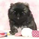 ペキニーズ