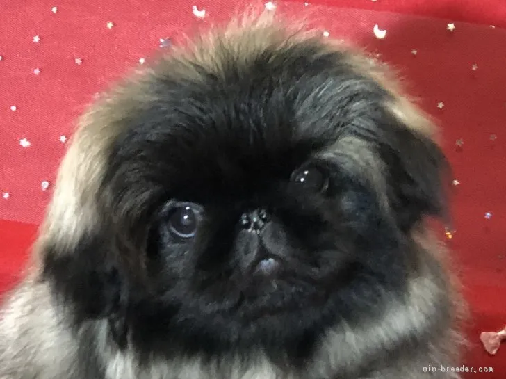 ID:1910-00705の子犬