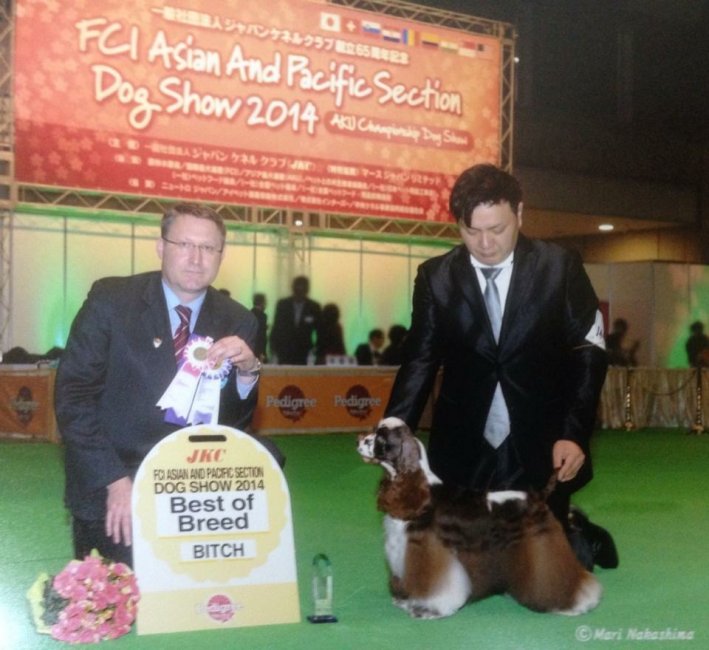 2014年 JDF 自家繁殖犬 Over SpecialにてBOB｜岸田　直幸(きしだ　なおゆき)ブリーダー(大阪府・アメリカンコッカースパニエルなど・JKC登録)の紹介写真2