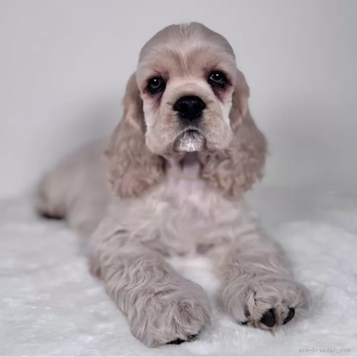 ウィンスタンレイの大きな犬、サイズ9！、犬種はコッカースパニエル