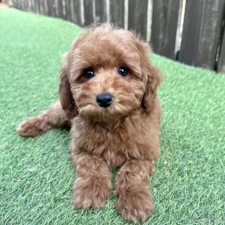 ID：2312-01179の子犬