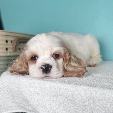 アメリカンコッカースパニエル【大阪府・男の子・2024年2月4日・ホワイト&レッド】の写真「生後3ヶ月が過ぎたので特別価格です」